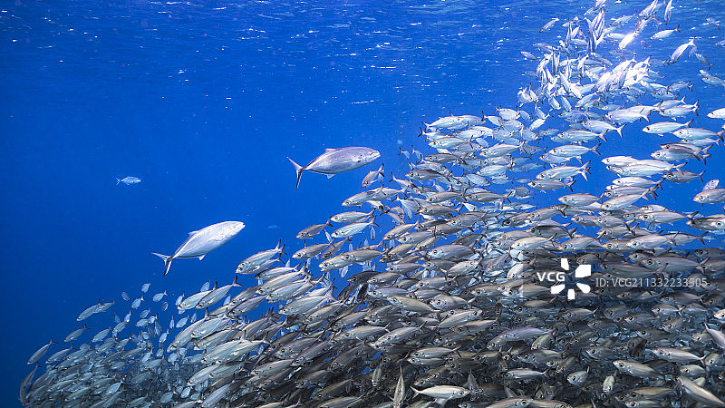 海中游动的鱼的特写图片素材