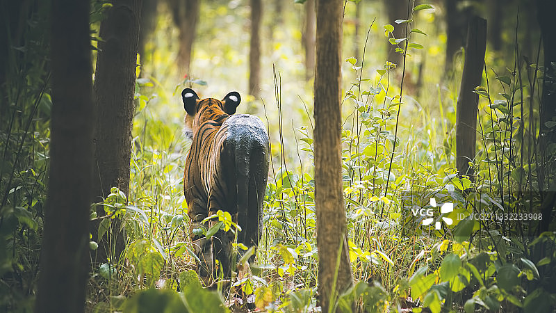 鸟类栖息在印度北方邦基尚普尔树干上的特写图片素材
