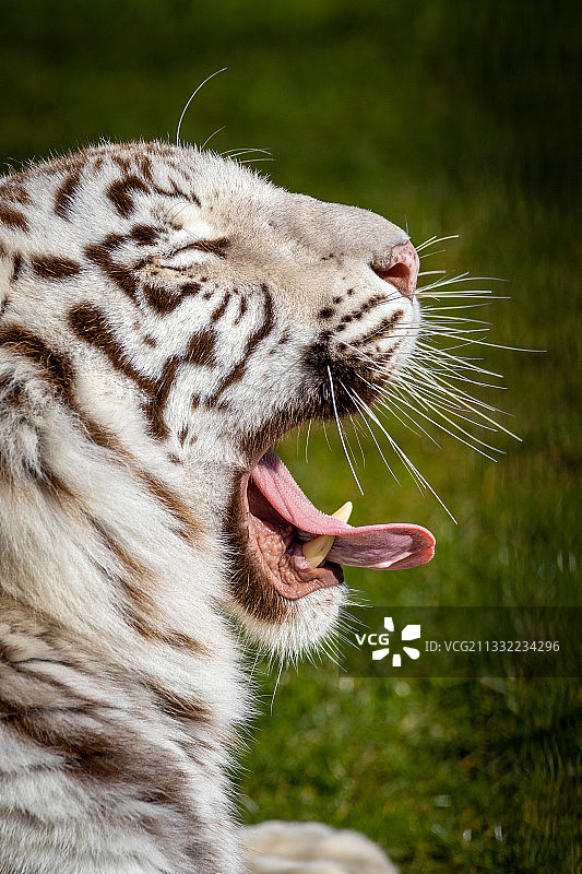 白色老虎打哈欠特写图片素材