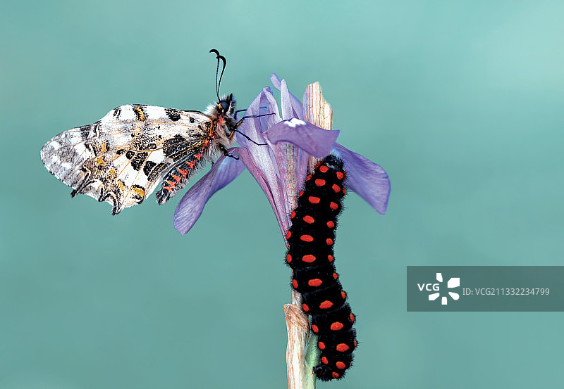 植物上的蝴蝶特写图片素材