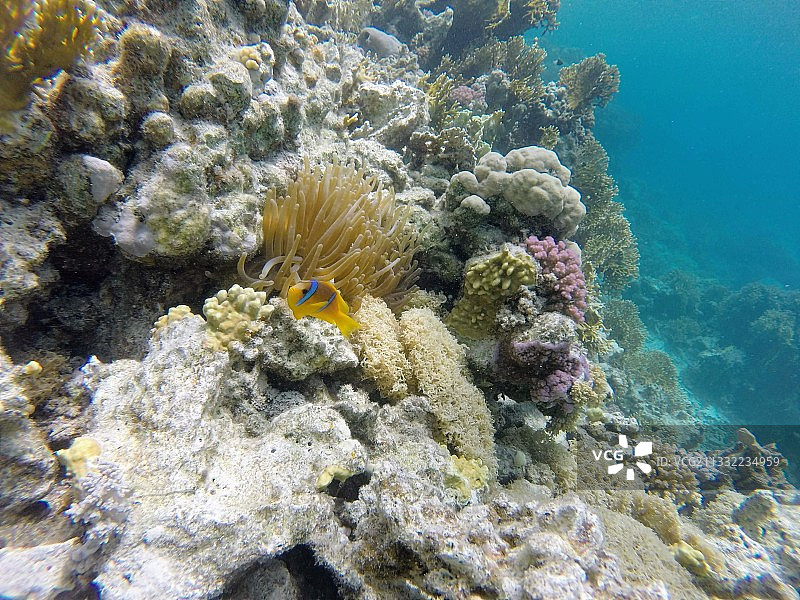 海中珊瑚的特写图片素材