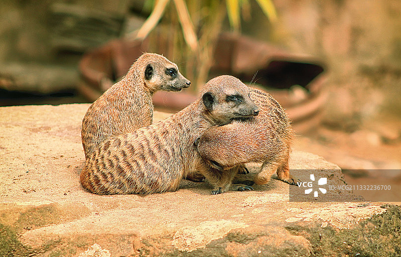 田野中的草原犬鼠特写图片素材