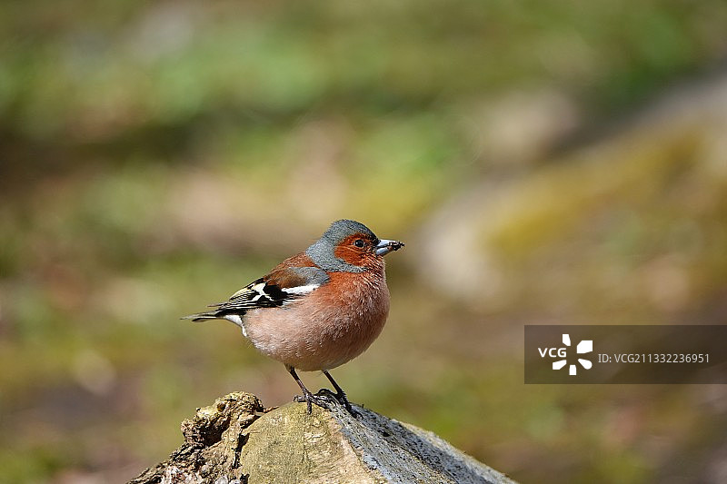 栖息在岩石上的苍头燕雀特写图片素材
