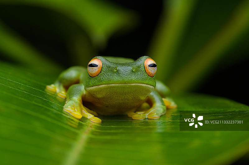 树叶上的红色特写图片素材