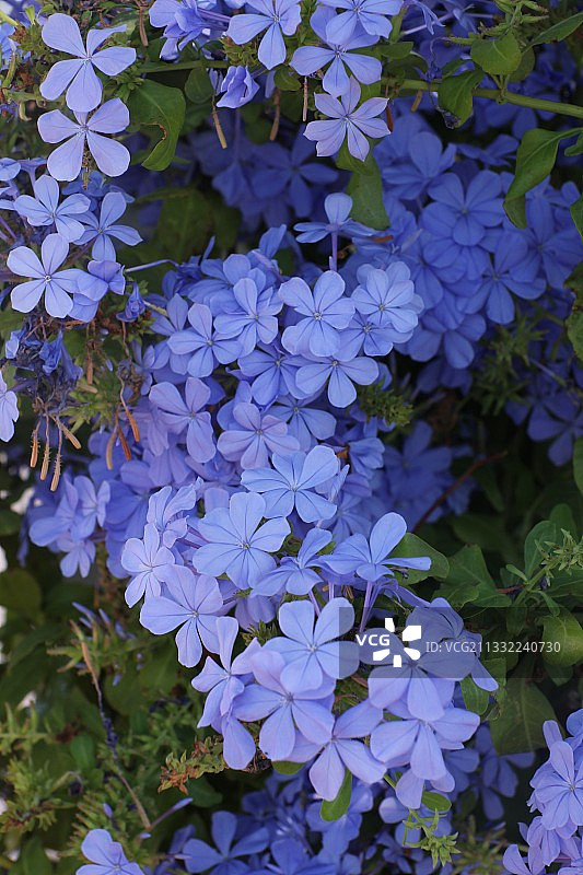 特写的紫色开花植物图片素材