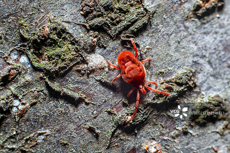 岩石上的昆虫特写图片素材