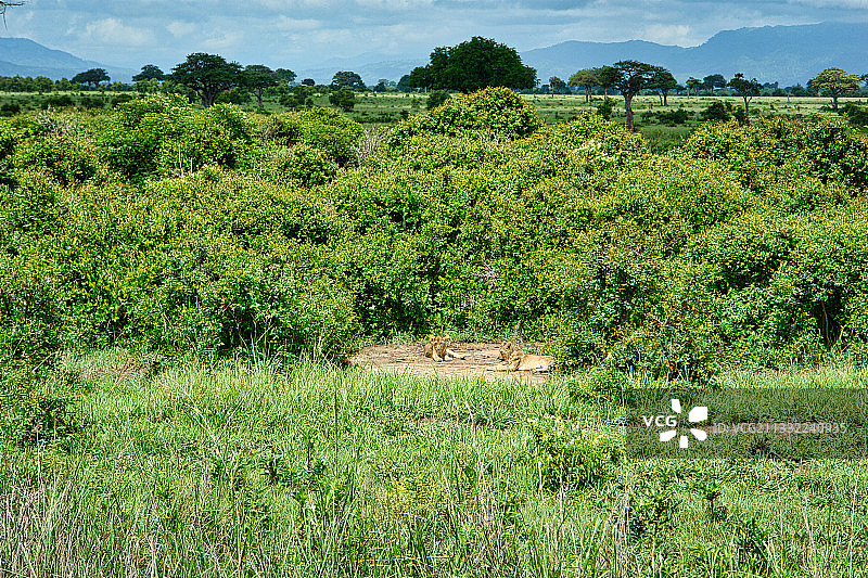 坦桑尼亚米库米原野风光图片素材