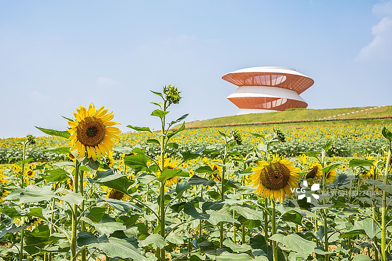 深圳光明小镇欢乐田园的向日葵花海图片素材