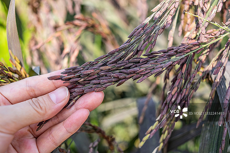 手捧一把紫色的糯稻谷稻穗图片素材