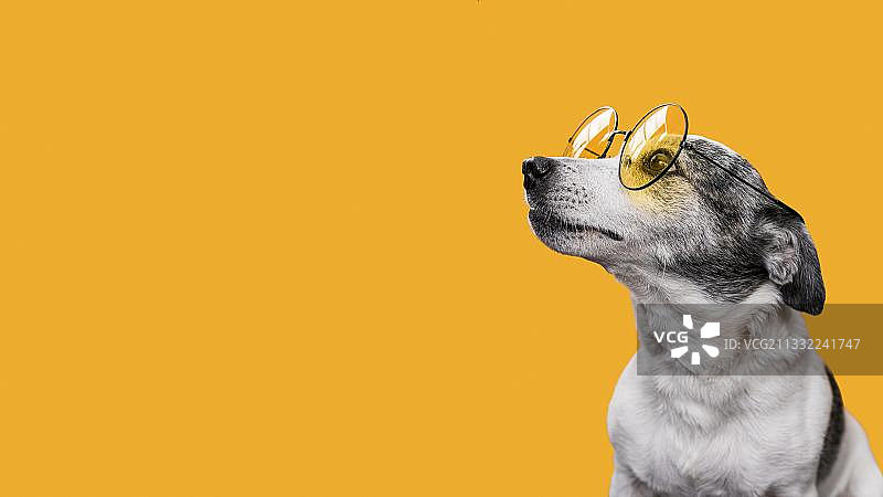 戴太阳镜的梗犬特写，黄色背景图片素材