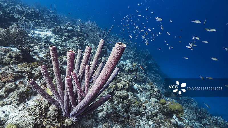 海中珊瑚的特写图片素材