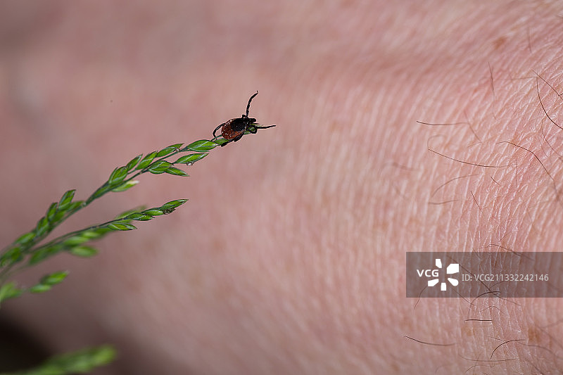 人手上的昆虫特写图片素材