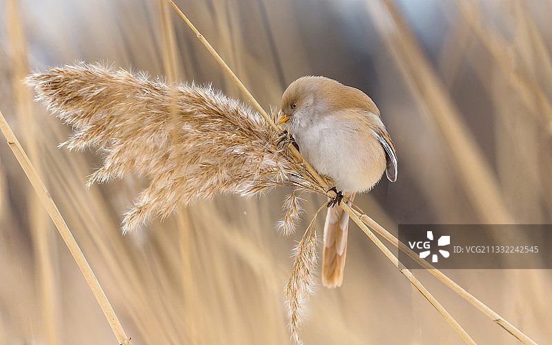 山雀栖息在植物上，俄罗斯圣彼得堡图片素材