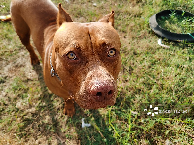 泰国田野中比特犬梗犬的特写图片素材