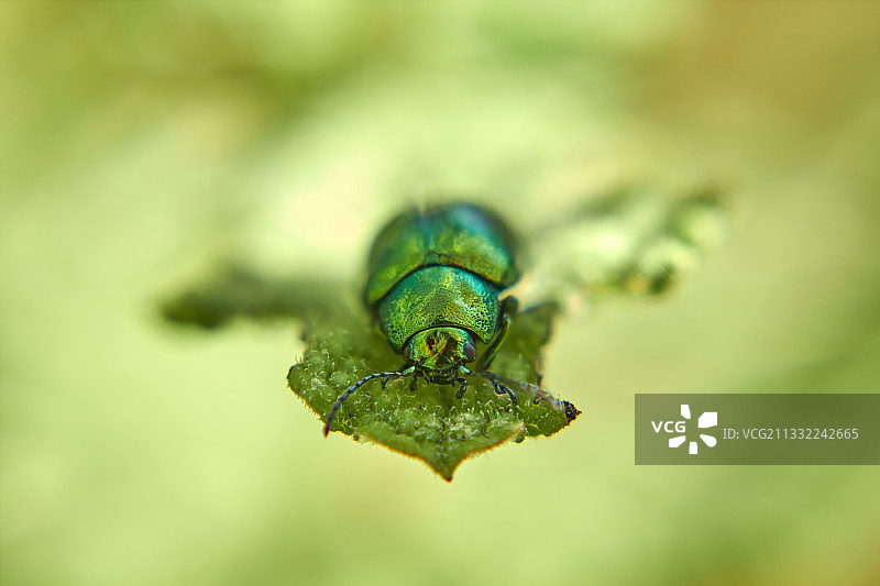 叶子上的昆虫特写图片素材
