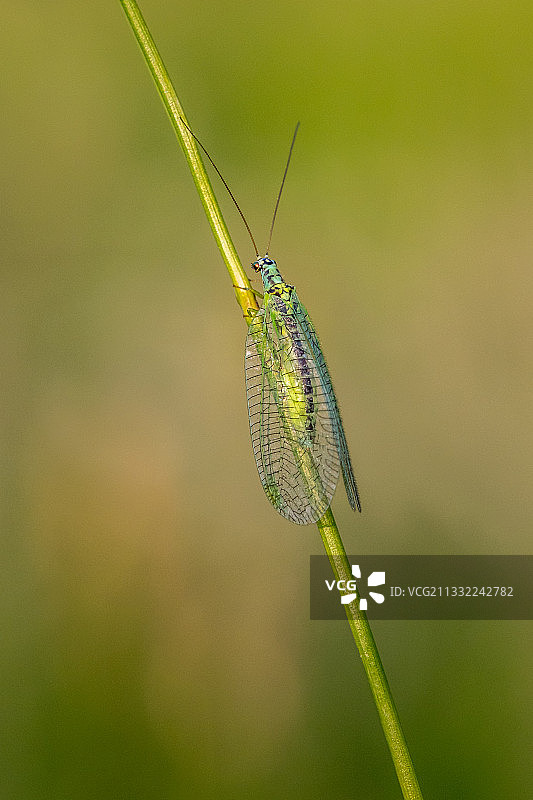 豆娘在植物上的特写图片素材