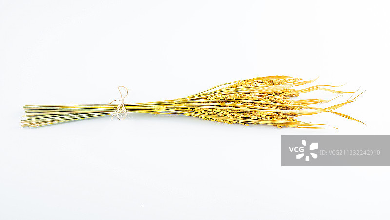 白背景上一把金黄色的稻穗图片素材