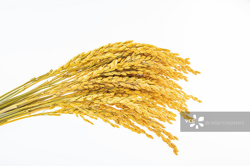 白背景上一把金黄色的稻穗图片素材