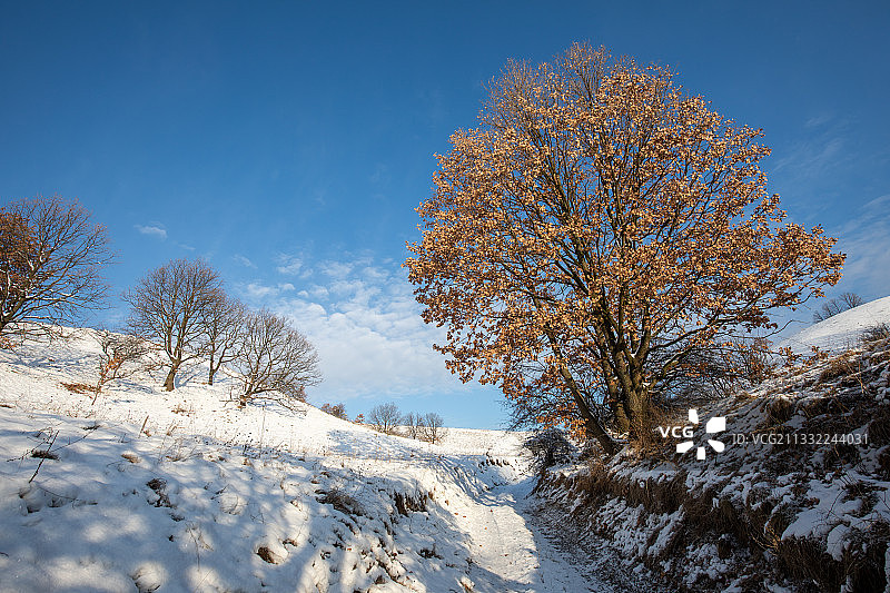 扎加伊茨卡布尔达雪原上的树木，塞尔维亚图片素材