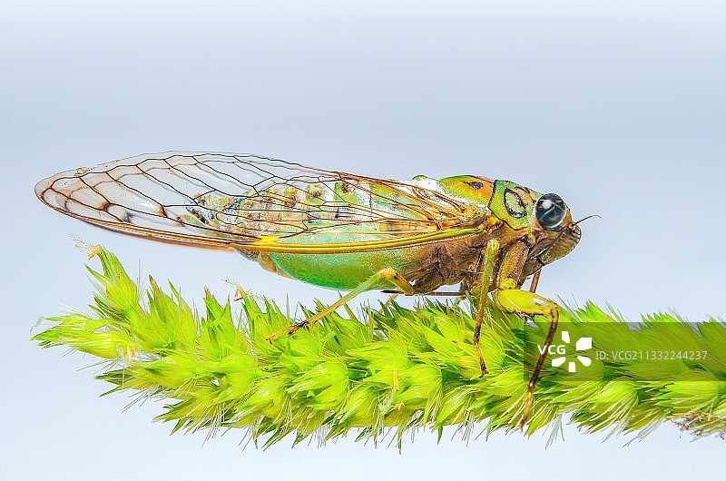 白色背景下植物上的昆虫特写，印度尼西亚苏拉威西岛布顿岛图片素材