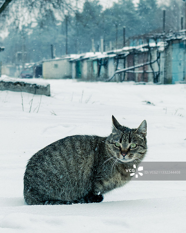 坐在雪地上的猫的肖像图片素材
