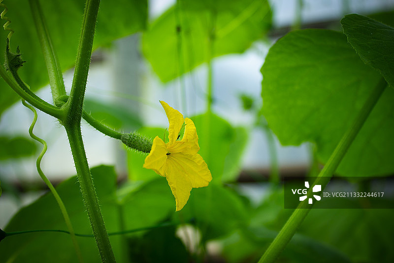 黄色开花植物特写图片素材