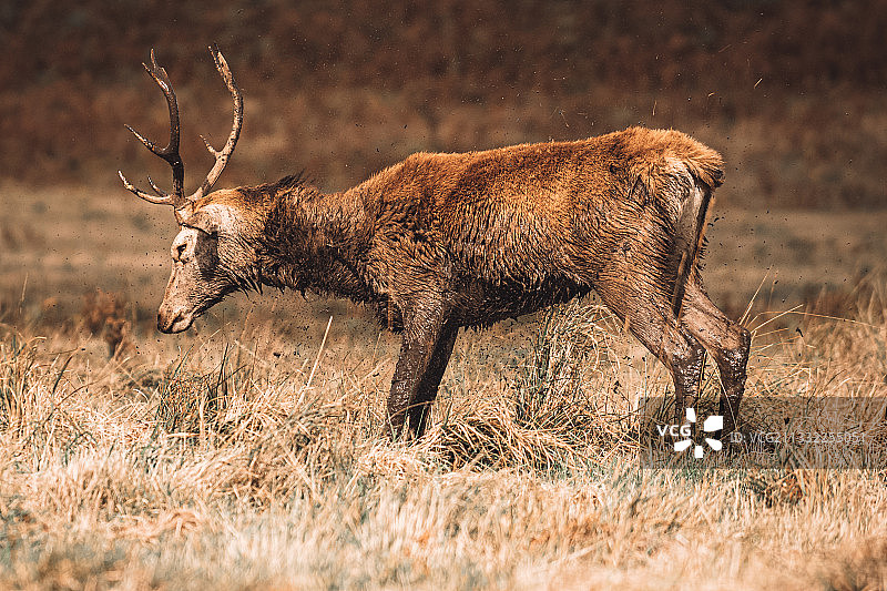 英国布拉德盖特公园原野上的红鹿侧视图图片素材