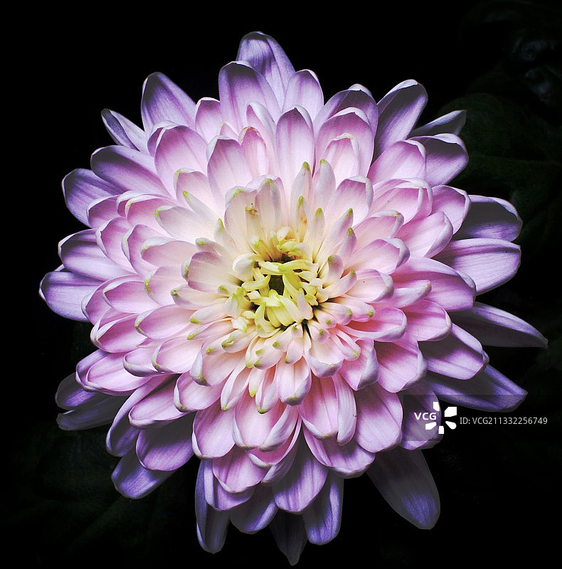 黑色背景下的粉色大丽花特写，丹麦图片素材