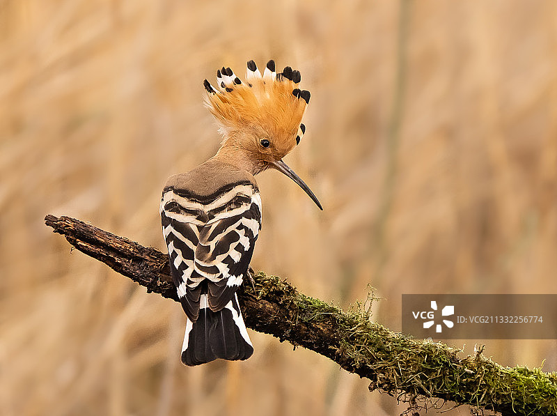 戴胜鸟栖息在树枝上的特写图片素材