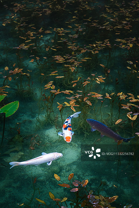 海中锦鲤游动的高角度景观图片素材