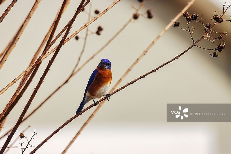 歌鸲栖息在树枝上的特写，佛罗里达州坦帕，美国图片素材
