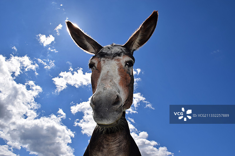 蓝天下驴的低角度肖像图片素材