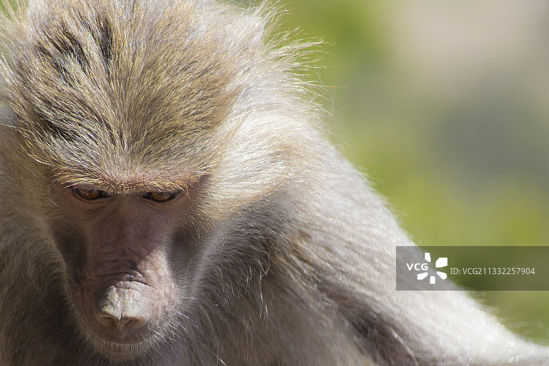 狒狒特写肖像图片素材
