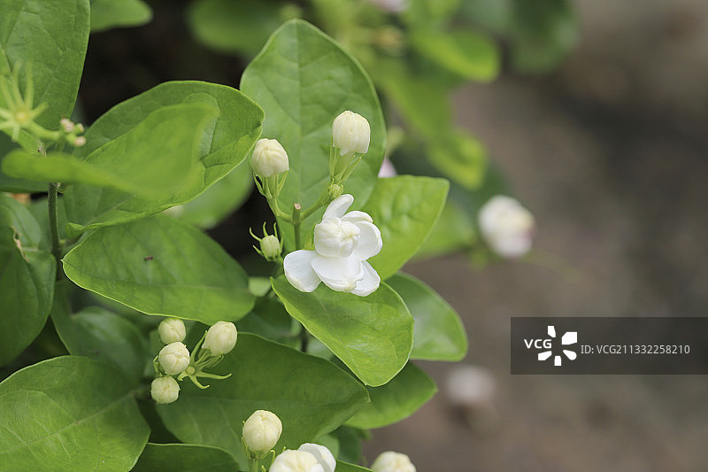 茉莉花图片素材