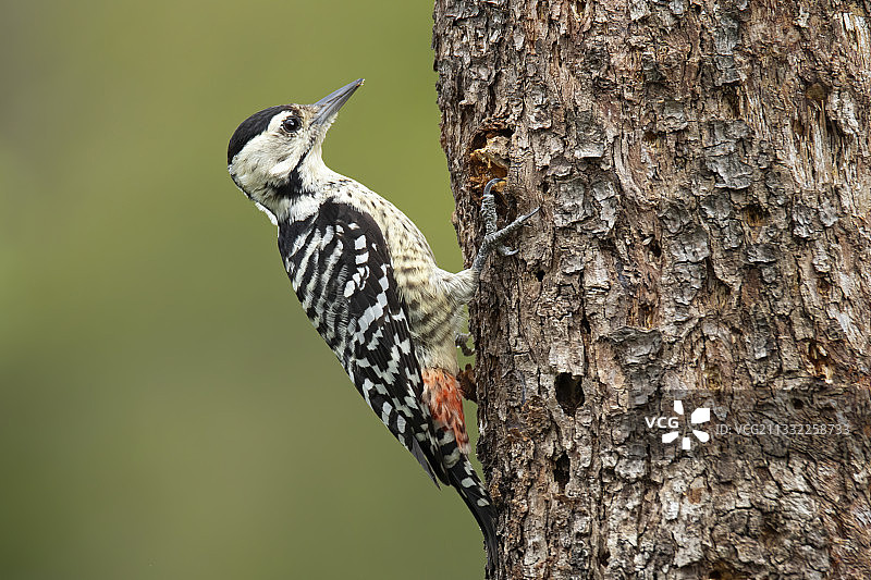 八哥鸟喂食幼鸟，越南图片素材