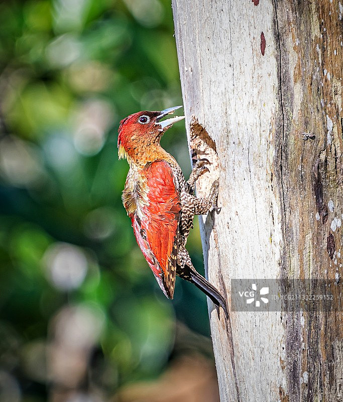 啄木鸟栖息在树干上的特写图片素材