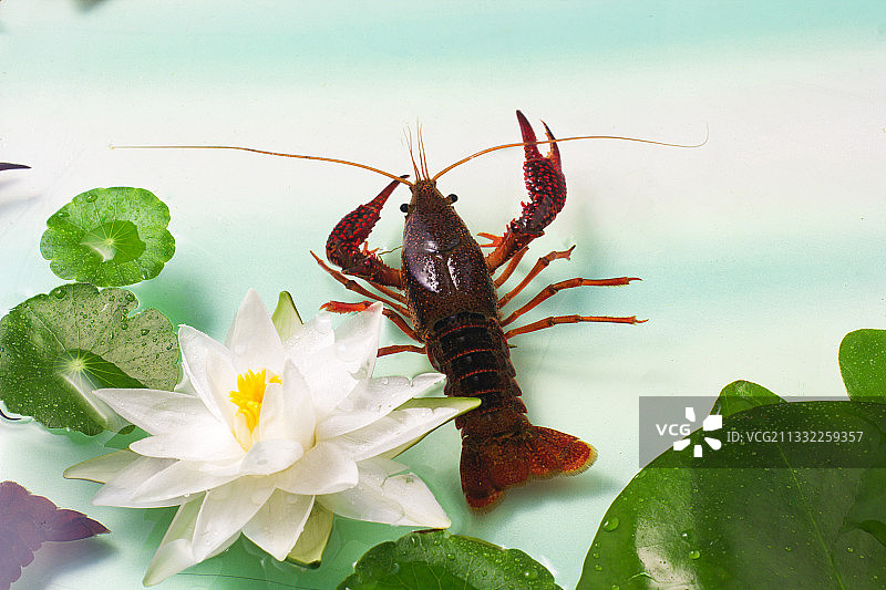 龙虾 虾闹图片素材