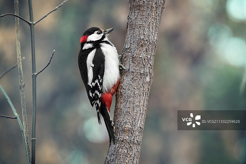 俄罗斯啄木鸟栖息在树干上的特写图片素材