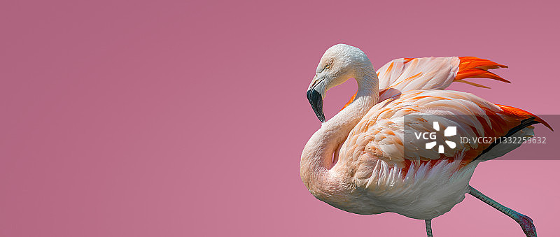 粉色背景下的大红鹳特写图片素材