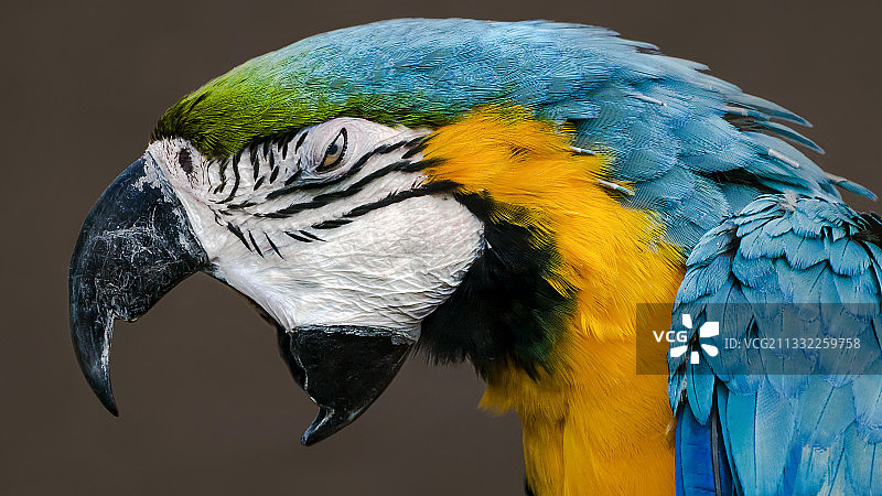 金色和蓝色金刚鹦鹉的特写图片素材