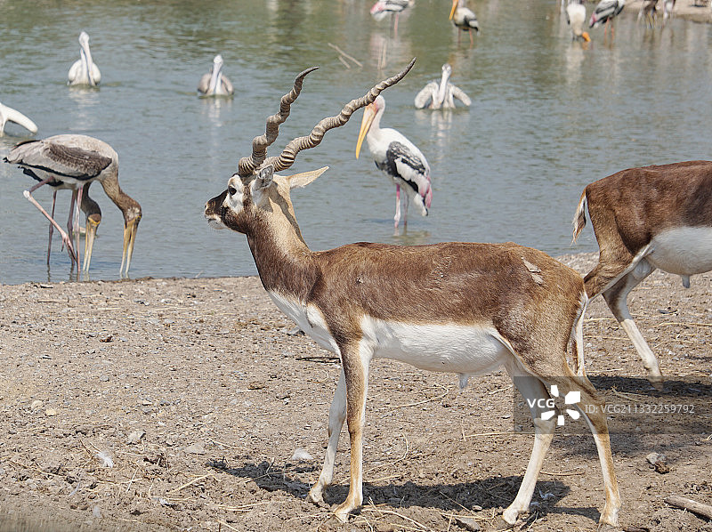 原野上站立的鹿的俯视照片图片素材