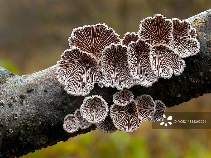 树干上生长的蘑菇特写图片素材