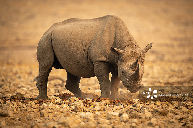 站在奥希科托地区田野上的白犀牛侧视图，纳米比亚图片素材