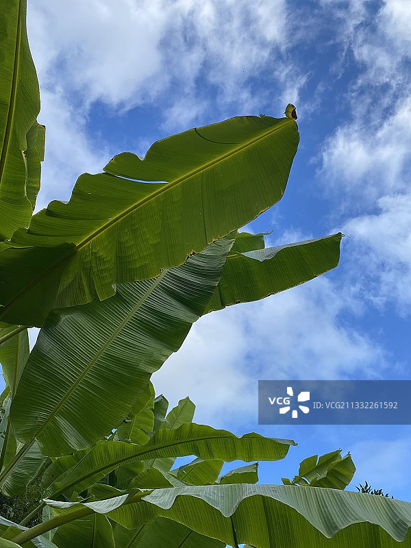 低角度拍摄天空下的树叶图片素材