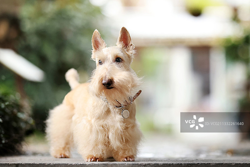 甜美的苏格兰梗图片素材