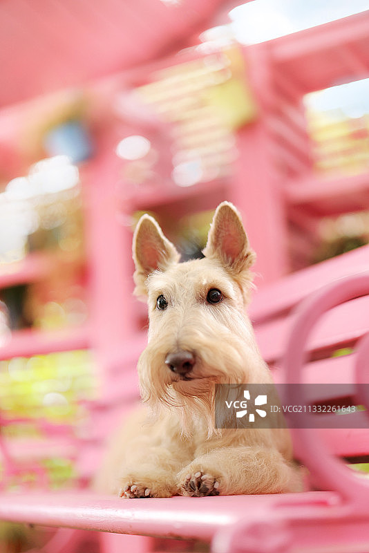 粉红长椅上的苏格兰梗图片素材