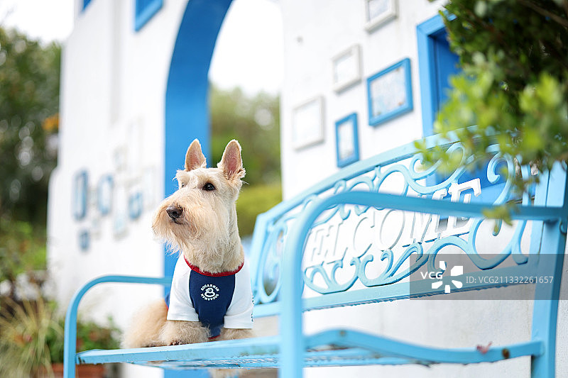 长椅上的苏格兰梗图片素材