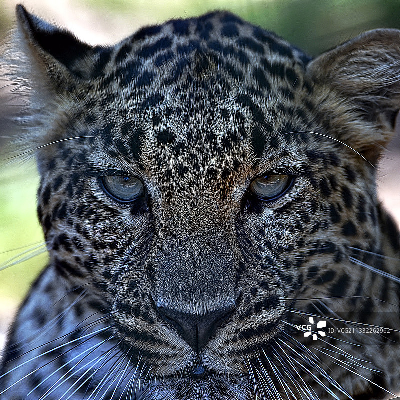 豹子特写肖像图片素材
