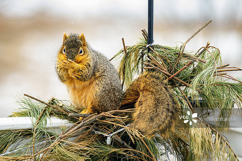 美国爱荷华州贝滕多夫的巢穴中松鼠的特写图片素材