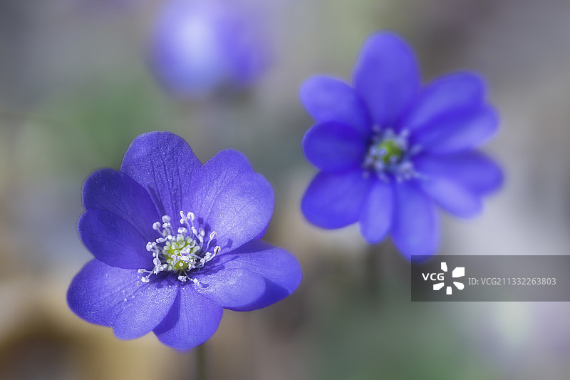 特写的紫色开花植物图片素材